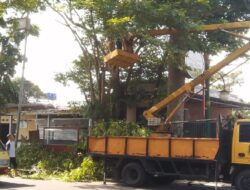 Pohon Rawan Tumbang di Sukabumi, Ini Lokasinya