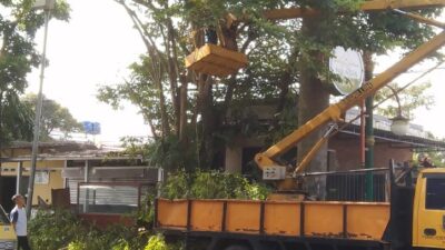 Pohon Rawan Tumbang di Sukabumi, Ini Lokasinya
