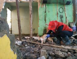 Kisah yang Tersisa di Banjir Sukabumi, Relawan PMI Selamatkan Kucing Kelaparan