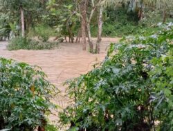 Diterjang Banjir, 3 Hektar Sawah Di Kabupaten Sukabumi Terancam Gagal