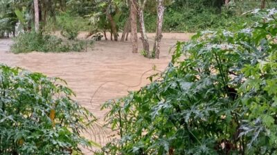 Diterjang Banjir, 3 Hektar Sawah Di Kabupaten Sukabumi Terancam Gagal