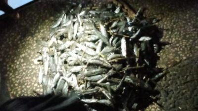 Viral, Ikan Berserakan di Pantai Citepus Palabuhanratu, Pertanda Apakah?