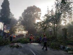 Sukabumi Diguyur Hujan, Pohon Tumbang Tutup Akses Jalan Suryakencana