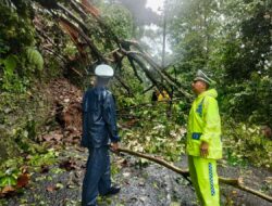 Pohon Tumbang Tutup Ruas Jalan Cisarakan Sukabumi
