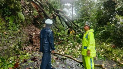 Pohon Tumbang Tutup Ruas Jalan Cisarakan Sukabumi