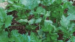 DAUN SELEDRI