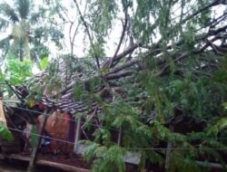 Pohon Tumbang di Ciemas Kabupaten Sukabumi Menimpa Rumah, Begini Kejadiannya