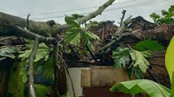 Pohon Tumbang Simpenan Sukabumi