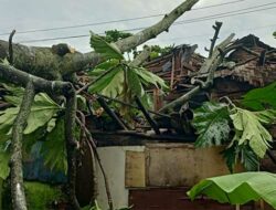 Pohon Tumbang di Simpenan Sukabumi  Timpa Pos Polisi dan Rumah Warga