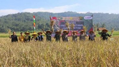Pemkab Sukabumi Panen Padi Nusantara di Cikembar , Jaga Ketahanan Pangan