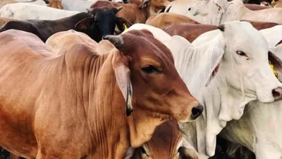 DKP3 Kota Sukabumi Mulai Gencar Cek Kesehatan Hewan Qurban, Ini Hasilnya!