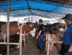 Jelang Idul Adha, Pedagang Hewan Kurban CV Hikmah Putra Mulai Kebanjiran Orderan