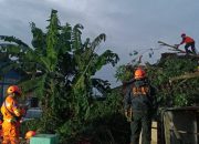 BPBD Kota dan Kabupaten Sukabumi saat melakukan evakuasi pohon tumbang di Kabandungan Sukabumi.