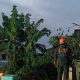 BPBD Kota dan Kabupaten Sukabumi saat melakukan evakuasi pohon tumbang di Kabandungan Sukabumi.