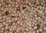 Kacang Tanah Meningkatkan Jumlah Trombosit: Kekuatan Alami