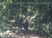 Dua Ekor Macan Terekam Kamera Trap, TNGGP Pastikan Lokasinya Berada Diwilayah Konservasi