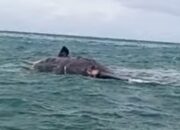 Paus Dua Ton Terdampar Mati di Pantai Cibiuk, Geopark Ciletuh Sukabumi