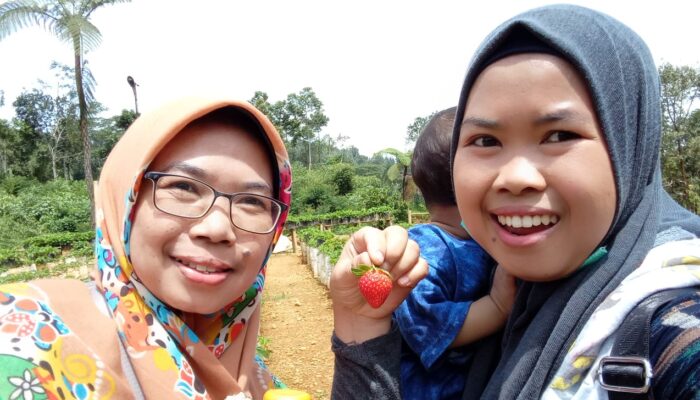 Wisata Kebun Stroberi di Sukabumi: Petik Sendiri dan Nikmati Kesegarannya