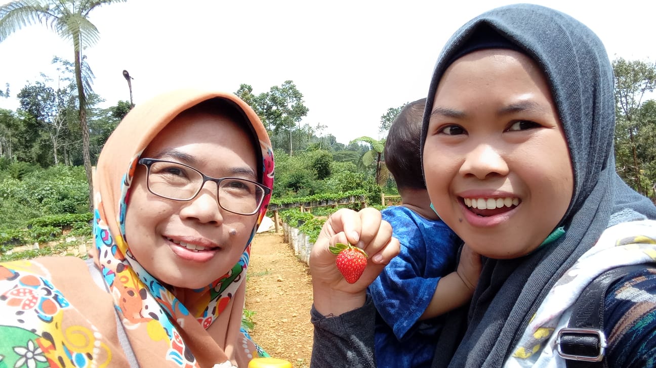 Kebun Stroberi di sukabumi