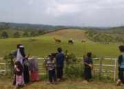 Fina Farm Sukabumi Wisata Alam Rasa New Zealand dengan Berkuda hingga Camping Seru