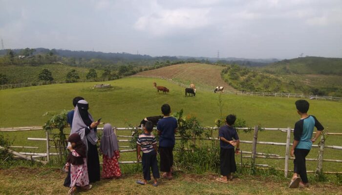 Fina Farm Sukabumi Wisata Alam Rasa New Zealand dengan Berkuda hingga Camping Seru