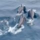 Lumba-Lumba Muncul di Perairan Geopark Ciletuh Sukabumi, Atraksi Alami Menyapa Wisatawan