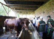 Sapi presiden