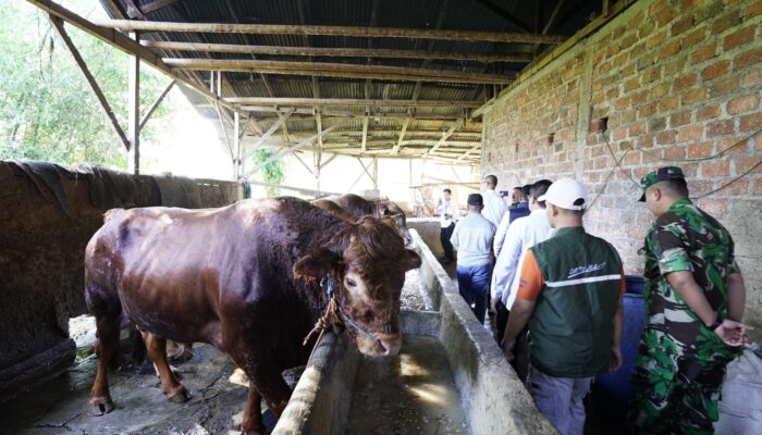 Untuk Warga Kota Sukabumi, Presiden Prabowo Kirim Sapi Limosin