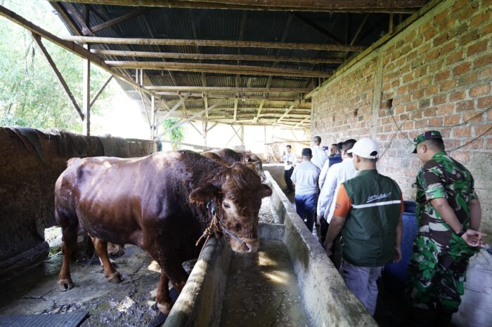 Sapi presiden