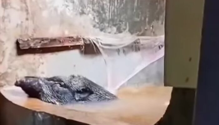 Babi Hutan Nyelonong Masuk Rumah Warga di Sukabumi, Berakhir Nyemplung ke Bak Mandi