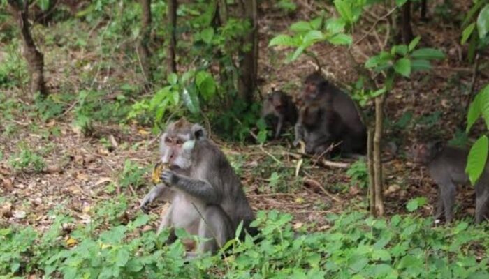 Kebun Dijarah Monyet, Petani Cireunghas Sukabumi Terancam Bangkrut