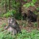 Kebun Dijarah Monyet, Petani Cireunghas Sukabumi Terancam Bangkrut