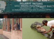 Penangkaran Buaya Blanakan, Destinasi Edukatif dan Seru di Subang