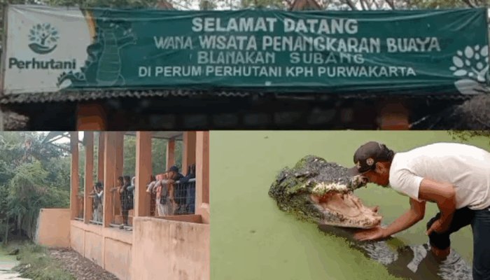 Penangkaran Buaya Blanakan Destinasi Edukatif dan Seru di Subang