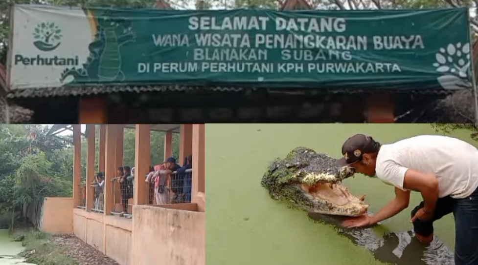 Penangkaran Buaya Blanakan, Destinasi Edukatif dan Seru di Subang