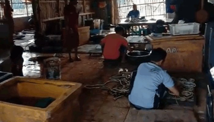 Bukan Sekadar Mitos, Inilah Kampung Ular Kertasurabdi Cirebon