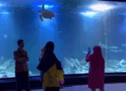 Aquarium Indonesia Pangandaran Tempat Menjelajahi Keajaiban Bawah Laut
