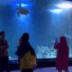 Aquarium Indonesia Pangandaran Tempat Menjelajahi Keajaiban Bawah Laut
