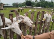 Indo Natural Farm, Wisata Edukasi Seru untuk Anak PAUD dan TK dengan Tiket Murah