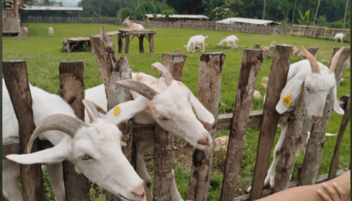 Indo Natural Farm, Wisata Edukasi Seru untuk Anak PAUD dan TK dengan Tiket Murah