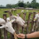 Indo Natural Farm, Wisata Edukasi Seru untuk Anak PAUD dan TK dengan Tiket Rp10 Ribu Saja
