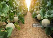 Akhir Pekan Seru di Sukabumi: Wisata Petik Melon Bareng Keluarga di Heera Land