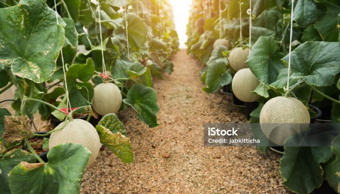 Akhir Pekan Seru di Sukabumi: Wisata Petik Melon Bareng Keluarga di Heera Land