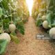 Akhir Pekan Seru di Sukabumi: Wisata Petik Melon Bareng Keluarga di Heera Land