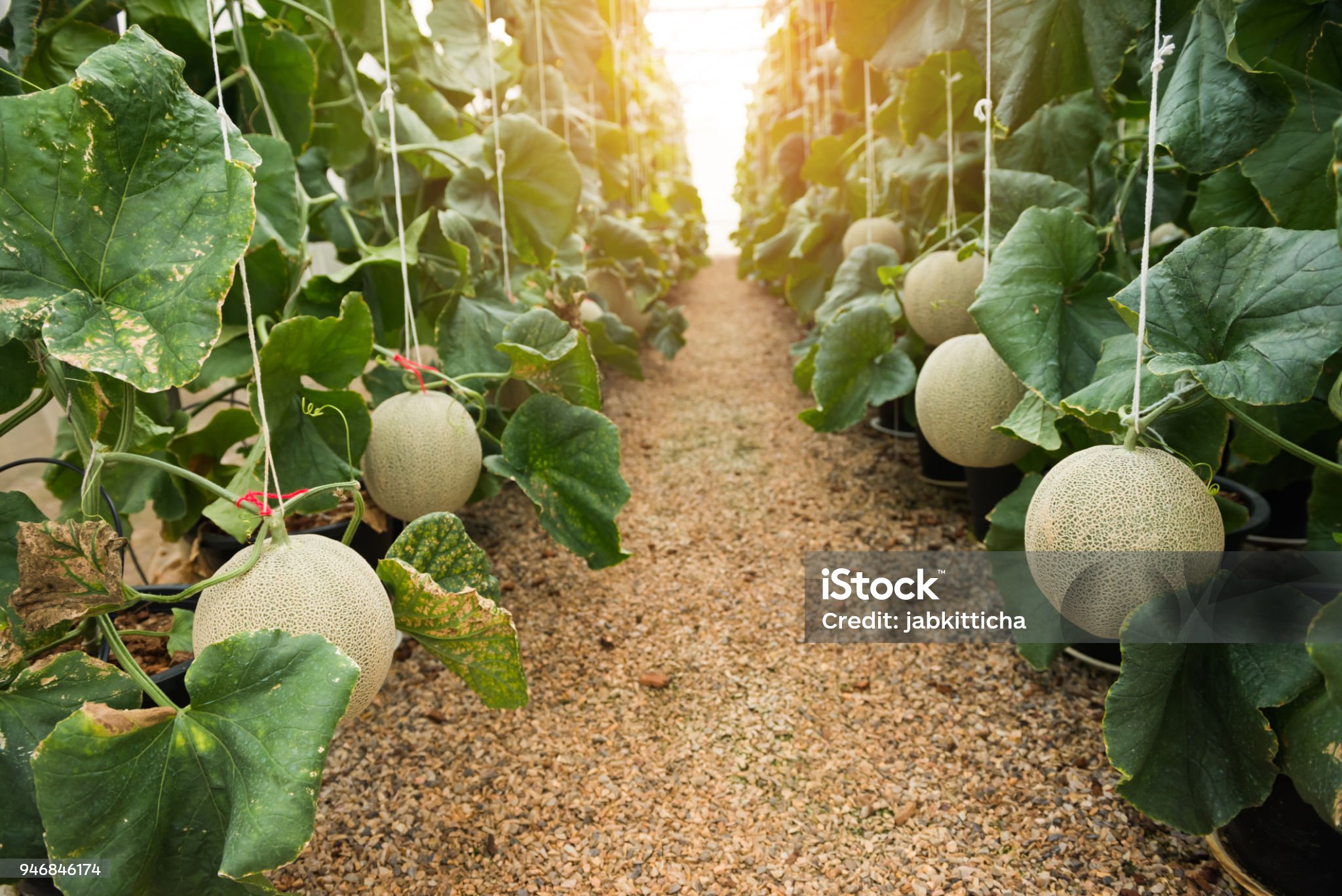Akhir Pekan Seru di Sukabumi: Wisata Petik Melon Bareng Keluarga di Heera Land