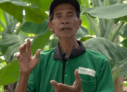 Sosok Mbah Lasiyo Syaifudin, Petani Asal Bantul yang Menjadi Profesor Pisang Mendunia