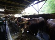 Sapi