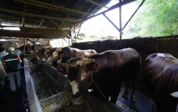 Jelang Idul Adha 1446 H, Jual Beli Hewan Kurban di Kota Sukabumi Menurun