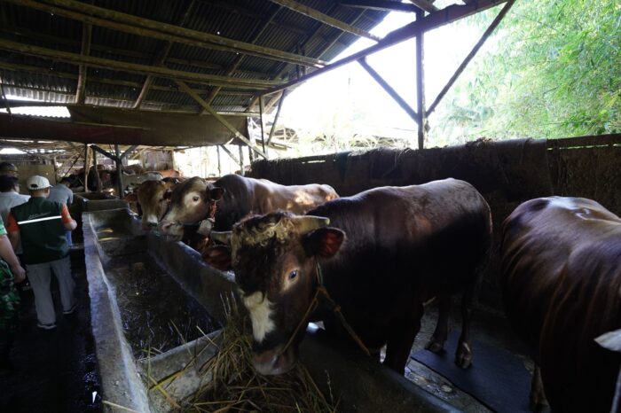 Sapi