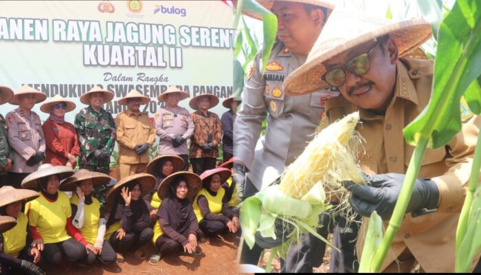 Panen Raya Jagung di Sukabumi, Bupati Asep Japar Tegaskan Komitmen Dukung Swasembada Pangan